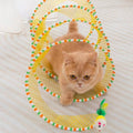 Interactive Cat Hunting Toys for Curious Cats